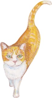 Illustration of Ernie the cat by Deborah Grieder
